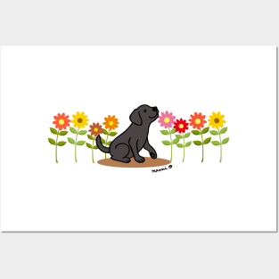 Black Labrador and Flowers Posters and Art